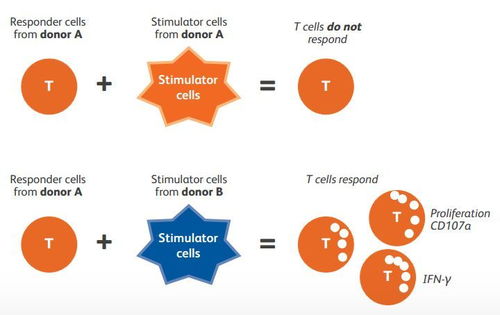 簡(jiǎn)單快速的對(duì)cd8 細(xì)胞毒t細(xì)胞活化進(jìn)行多參數(shù)評(píng)估